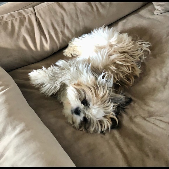 🇺🇸 Meet your Posher, Anita & Gucci - Picture 13 of 15